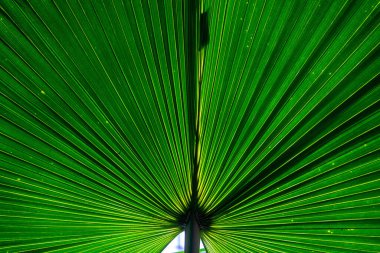 Palmiye ağacı yapraklarının harmonik arkaplan olarak manzaralı ışıkta detayları