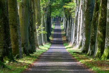 Perthshire, İskoçya, İngiltere 'de Crieff yakınlarındaki Drummond Kalesi bahçesine giden yol