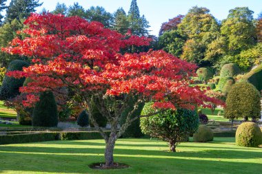 Perthshire, İskoçya, İngiltere 'de Crieff yakınlarındaki Drummond Kalesi bahçesi