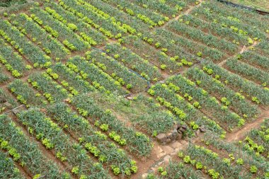 Çay plantasyon içinde Nuwara Eliya, Sri Lanka