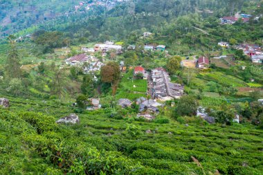 Çay plantasyon içinde Nuwara Eliya, Sri Lanka