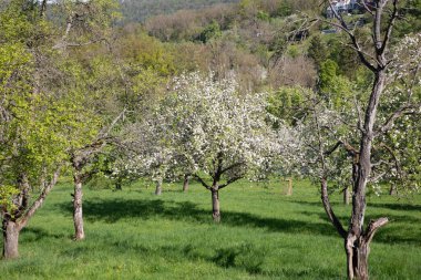 Stuttgart, Almanya 'da elma ve kiraz ağaçlı bir meyve bahçesi çiçek açtı