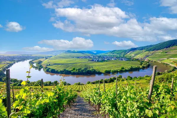 Almanya, Trittenheim 'daki ünlü Moselle nehir döngüsü