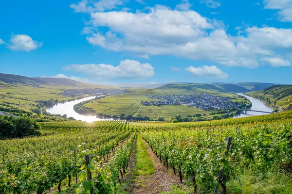 Trittenheim, Almanya 'daki ünlü Moselle Sinuosity