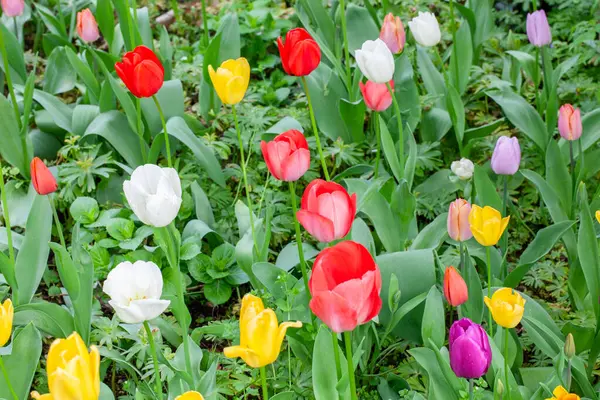 lale çiçeği Bahar yakın çekim. Doğal arka plan