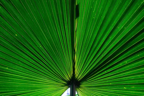 Palmiye ağacı yapraklarının harmonik arkaplan olarak manzaralı ışıkta detayları