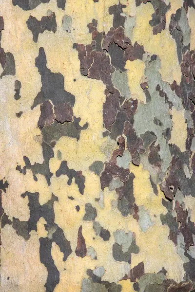 çınar kabuğu ağacının arkaplanı ayrıntılı olarak