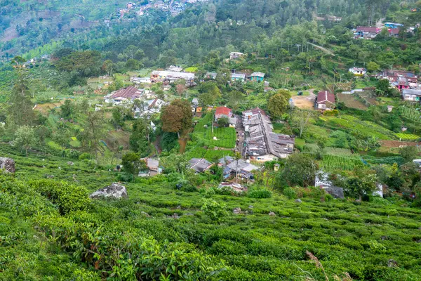Çay plantasyon içinde Nuwara Eliya, Sri Lanka