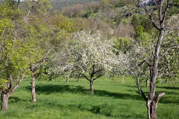 Stuttgart, Almanya 'da elma ve kiraz ağaçlı bir meyve bahçesi çiçek açtı