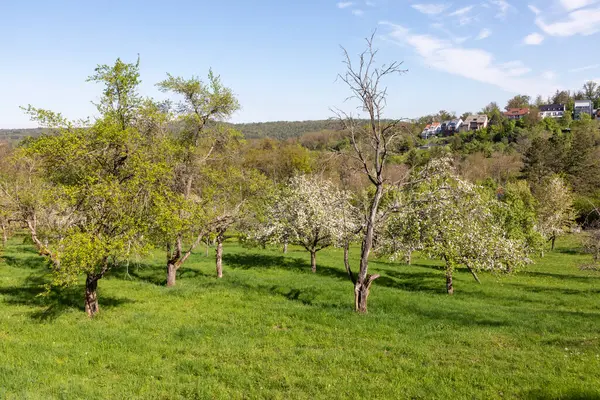 Stuttgart, Almanya 'da elma ve kiraz ağaçlı bir meyve bahçesi çiçek açtı