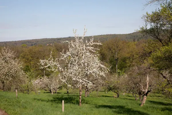 Stuttgart, Almanya 'da elma ve kiraz ağaçlı bir meyve bahçesi çiçek açtı