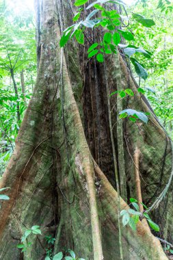 Karayip ormanlarında yemyeşil egzotik bitkiler, Morne Diablotin Milli Parkı 'nda güzel uzun ağaçlar