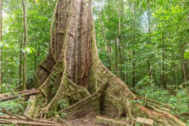 Karayip ormanlarında yemyeşil egzotik bitkiler, Morne Diablotin Milli Parkı 'nda güzel uzun ağaçlar