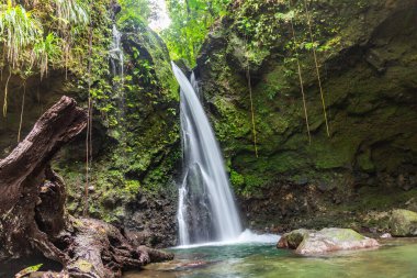 Zümrüt Jacko Su Şelalesi Batı Hint Adaları 'nın derin yağmur ormanlarındaki Dominica adasına düştü.