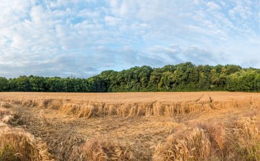 kırsal manzara orman parlak renklerde arka planda