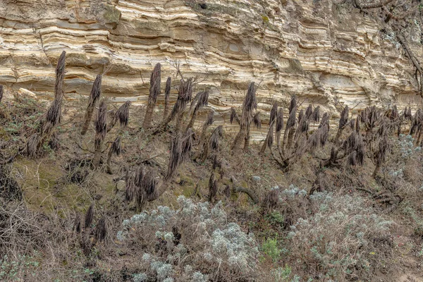 加州圣罗莎岛生态系统的一部分 靠近一个砂岩悬崖 底部有枯死的丝兰植物 — 图库照片
