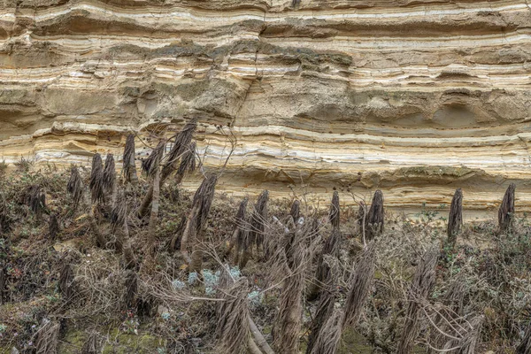 カリフォルニア州サンタローザ島の生態系の一部である 死んだユッカ植物のある砂岩の崖の近く — ストック写真
