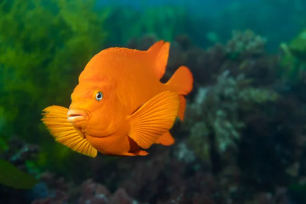 Egy Élénk Narancs Garibaldi Hal Úszik Végig Természetes Moszatán Furcsa — Stock Fotó
