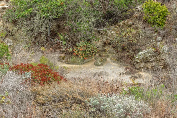 Een Droge Rivierbedding Een Ravijn Santa Rosa Island Californië Toont — Stockfoto