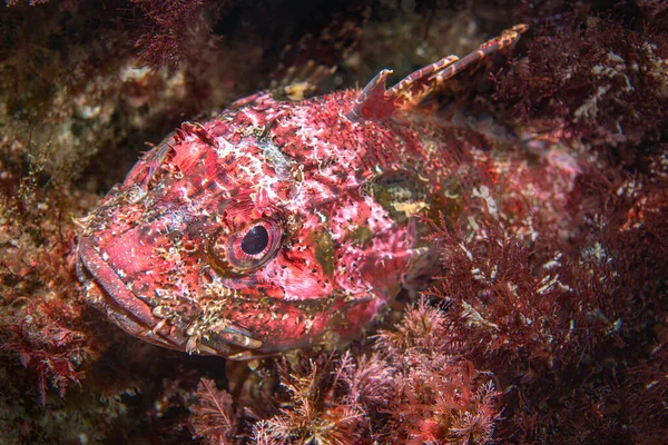 Червона Скорпіонна Риба Ховається Рифі Островах Маншу Каліфорнії Зливається Червоними — стокове фото