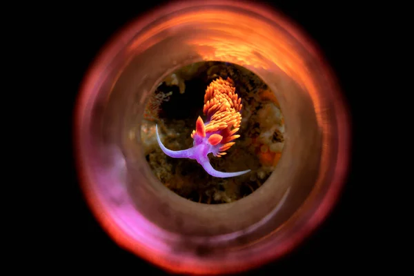 カリフォルニア チャンネル諸島の小さなスペインのショール ヌーディブランチのカタツムリが 食べ物を探してサンゴ礁を這っています 反射管で撮影 — ストック写真