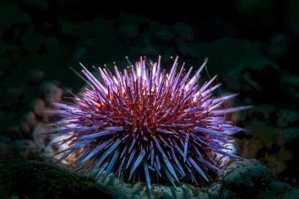 Backlighting of a common purple sea urchin on a reef at California\'s Channel Islands National Park brings out its true beauty.