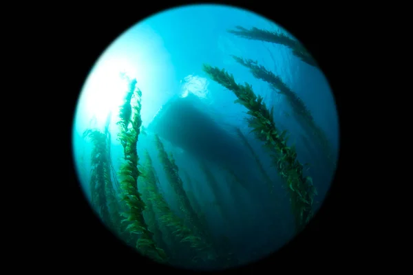 스쿠버 다이빙을 아름다운 켈프의 다이빙 보트를 올려다보고 켈프의 둥그스름하게 — 스톡 사진