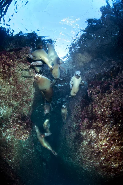 一群海狮在礁石缝隙中嬉戏 而我则走近拍摄它们的行为 — 图库照片