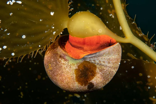 Tussen Kelpbedden Califiornia Leeft Een Norris Topslak Kelpslak Die Algen — Stockfoto