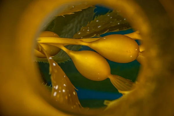 Chiudere Immagine Una Pneumatocisti Alghe Vescica Che Vengono Utilizzati Boa — Foto Stock