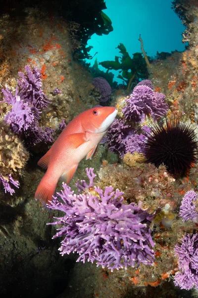 Los Bancos Farnsworth Isla Catalina Son Sistema Arrecifes Aguas Profundas —  Fotos de Stock