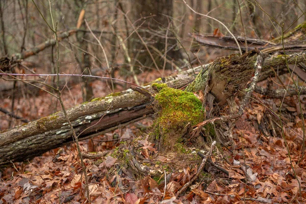 테네시 조하고 기후에 때노랗게 쓰러진 나무는이끼와 성장을 로열티 프리 스톡 이미지