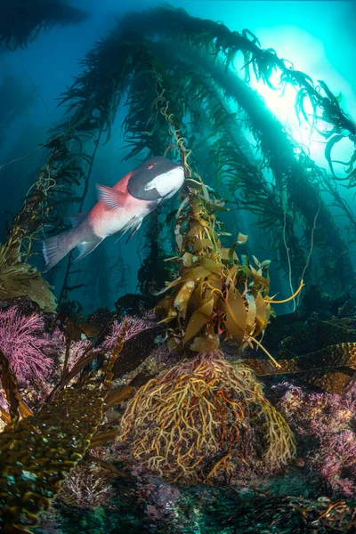 Beautiful Underwater Scenery California Channel Islands Shows Kelp Forest Framing — Stock Photo, Image