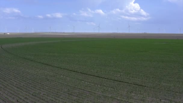 Drone Footage Overlooking Newly Growing Crop Corn Windmills Background Show — Stock Video