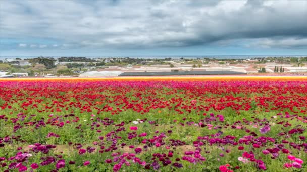 캘리포니아의 칼즈배드 플라워 필즈에서 촬영된 꽃밭의 활기넘치는 전경은 황량하고 해안선을 — 비디오