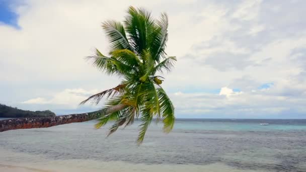 Palmeiras Soprando Vento Longo Uma Praia Tropical Fiji Mostra Belo — Vídeo de Stock