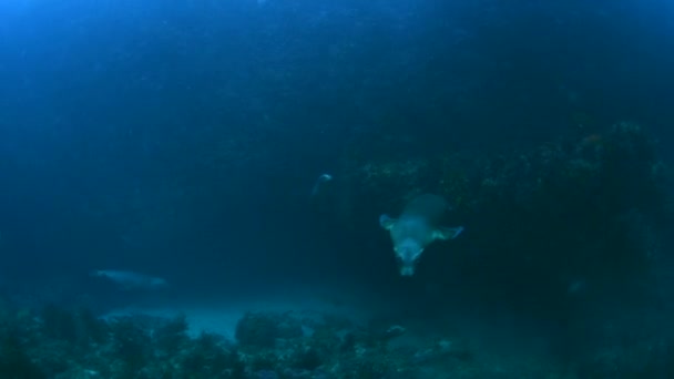 Seelöwen Die Auf Einem Riff Vor Santa Barbara Schwimmen Sind — Stockvideo