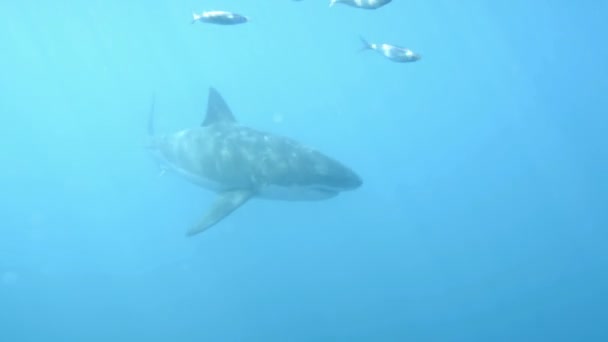 Grande Tubarão Branco Pelágico Busca Comida Enquanto Nadava Mar Aberto — Vídeo de Stock