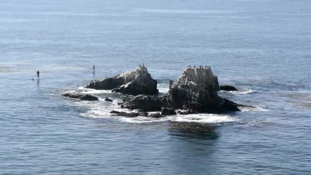 ビデオはカリフォルニア州ラグナビーチの有名なアザラシ岩で 2人のパドルボートがゆっくりと巡航してアシカをチェックします — ストック動画