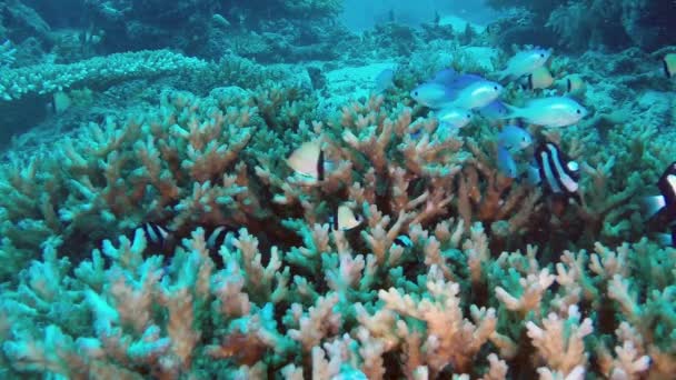 Tropiska Fiskar Dart Och Ett Friskt Korallhuvud Som Använder För — Stockvideo
