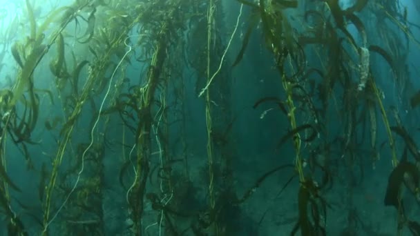 Nadando Através Camas Algas Grossas Sul Califórnia Mostra Beleza Floresta — Vídeo de Stock