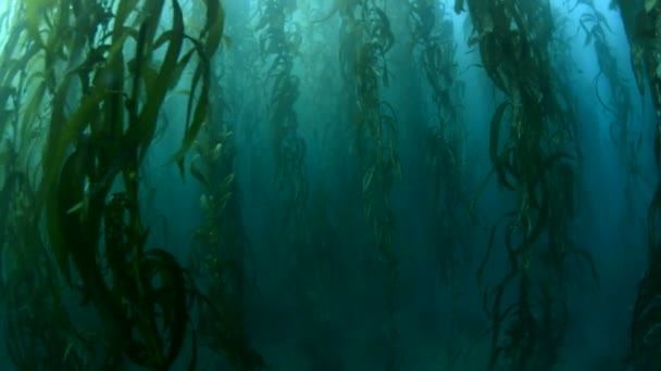 Swimming Thick Kelp Beds Southern California Shows Beauty Underwater Forest — Stock Video