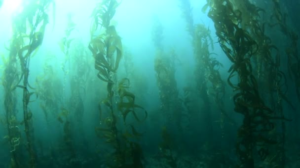 Плавание Через Толстые Ламинарии Южной Калифорнии Показывает Красоту Подводного Леса — стоковое видео