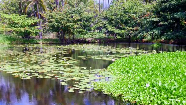 关闭右侧 Punalu 黑沙海滩是一个美丽的池塘 覆盖着绿色的水生植物和紫色美丽的鲜花 — 图库视频影像