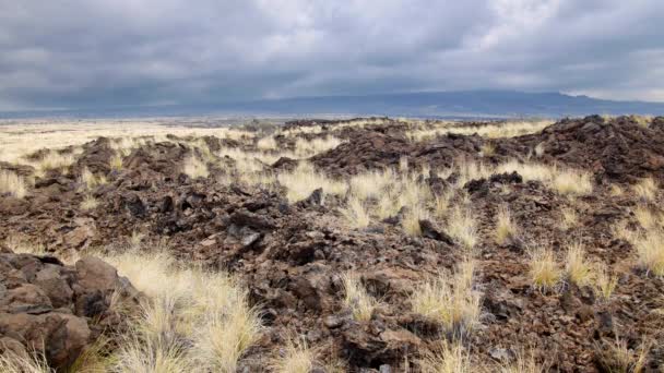 草を撮影して そのままかかっているルートし 乾燥した溶岩の年として 多孔質による方法硬化地球 — ストック動画