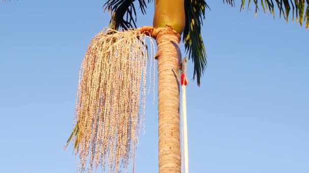 Yard Worker Uses Extension Saw Remove Palm Tree Pod While — Stock videók