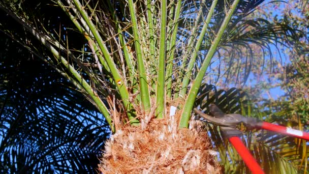 Gardener Uses Pruning Shears Trim Few Palm Branches Palm Tree — Stock videók