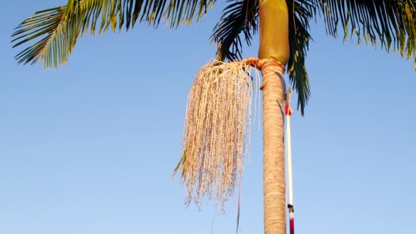 Yard Worker Uses Extension Saw Remove Palm Tree Pod While — Video