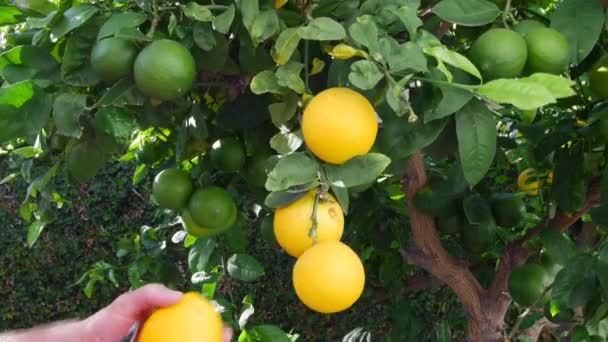 Man Snips Three Ripe Lemons Lemon Tree Make Lemonade — Stock videók