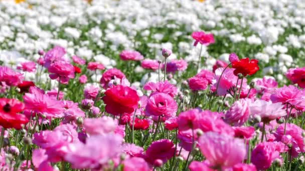 Rosa Ranunculus Blommor Rör Sig Med Den Milda Brisen Skjuten — Stockvideo